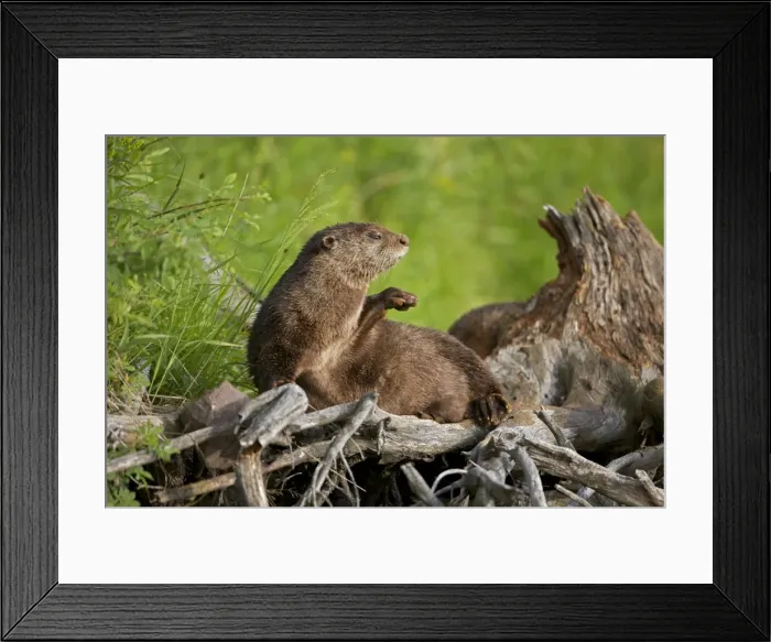 Framed Print : River Otter - Wyoming - USA Framed Print : River Otter - Wyoming - USA