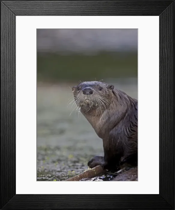 Framed Print : River Otter - Wyoming - USA
