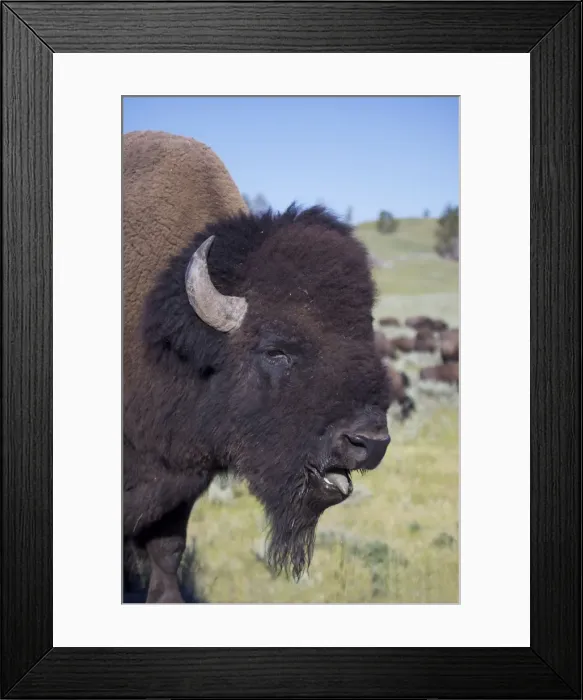 Framed Print : American Bison - male in rut - Wyoming - USA Framed Print : American Bison - male in rut - Wyoming - USA