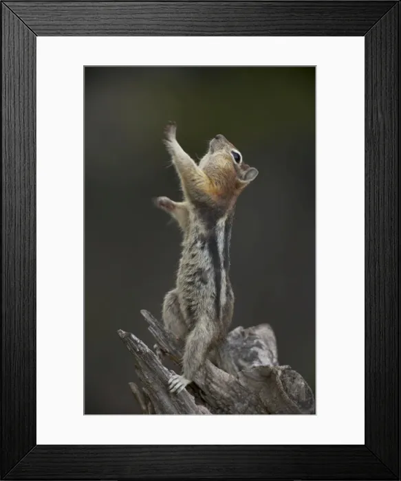 Framed Print : Golden-mantled Ground Squirrel - standing on hind legs with cheek pouches full of food - Montana - USA