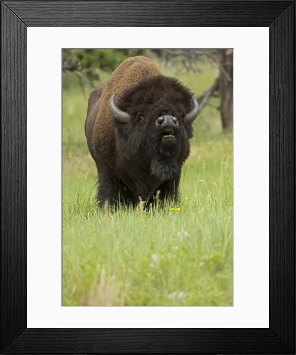 Framed Print : American Bison - male in rut - Wyoming - USA Framed Print : American Bison - male in rut - Wyoming - USA