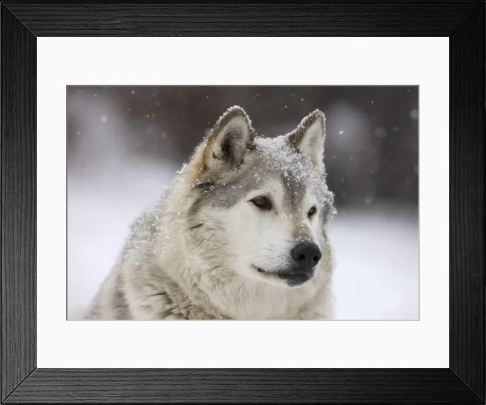 Framed Print : Gray / Grey / Timber Wolf - male in snow - controlled conditions Framed Print : Gray / Grey / Timber Wolf - male in snow - controlled conditions