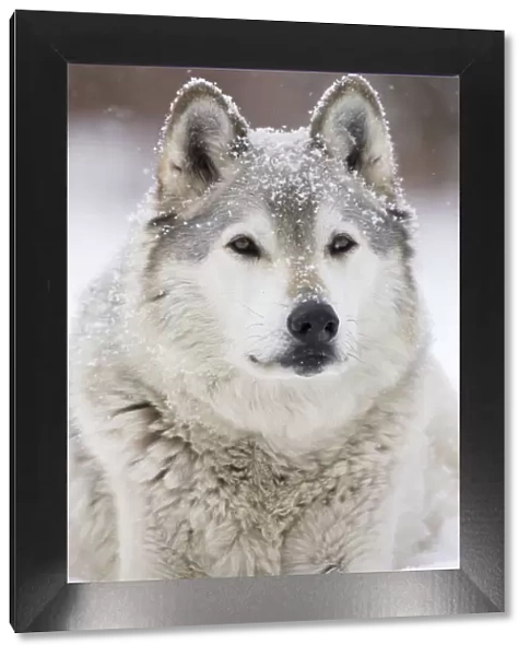 Gray  /  Grey  /  Timber Wolf - male in snow - controlled conditions