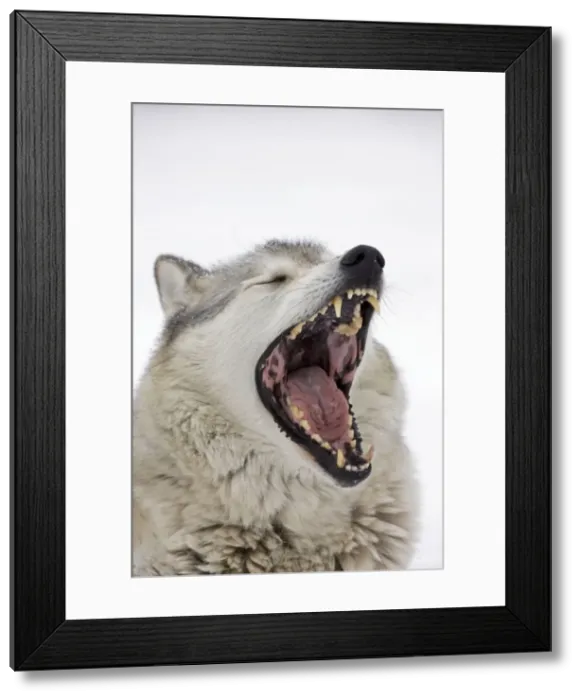 Framed Print : Gray / Grey / Timber Wolf - male yawning - controlled conditions Framed Print : Gray / Grey / Timber Wolf - male yawning - controlled conditions