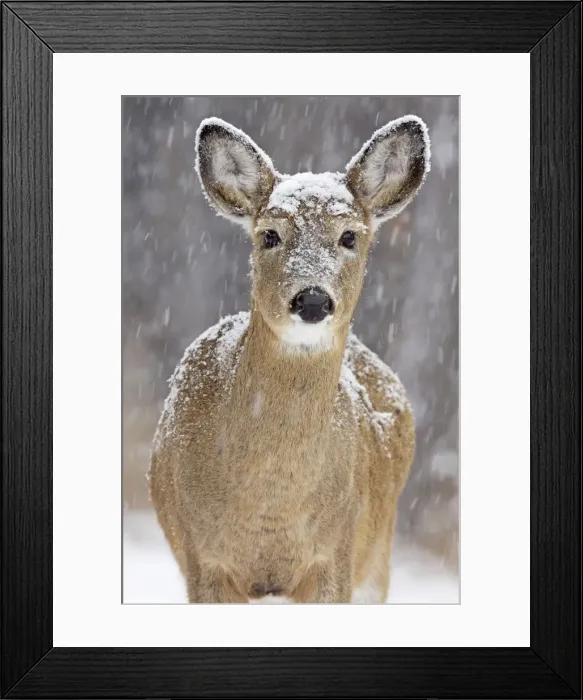 Framed Print : White-tailed Deer - doe in winter snow - New York - USA Framed Print : White-tailed Deer - doe in winter snow - New York - USA