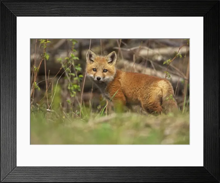 Framed Print : Red Fox - same species as European red fox - some say was originally introduced from Europe to North America - widespread in North America - omnivore - New York - USA Framed Print : Red Fox - same species as European red fox - some say was originally introduced from Europe to North America - widespread in North America - omnivore - New York - USA
