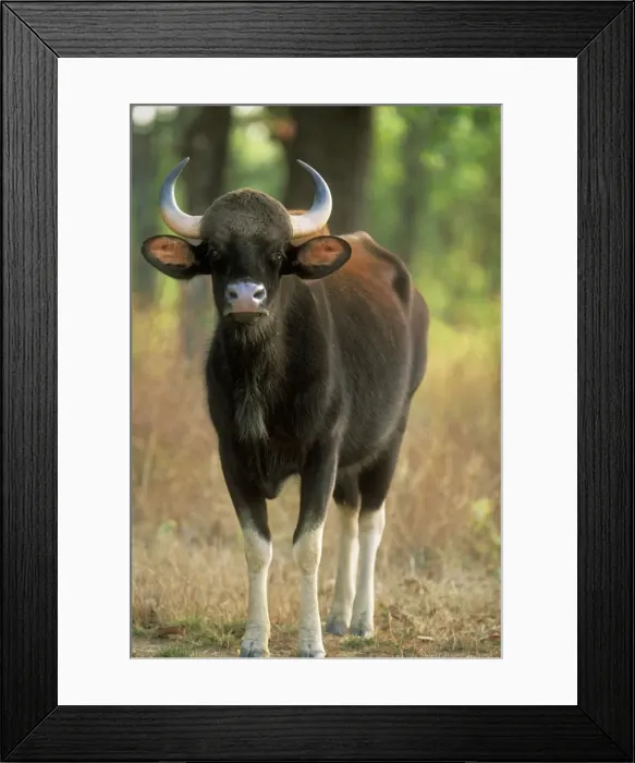 Framed Print : Gaur CB 112 Standing. Bengal / Indian Tiger prey. India Bos gaurus © Chris Brunskill / ardea. com Framed Print : Gaur CB 112 Standing. Bengal / Indian Tiger prey. India Bos gaurus © Chris Brunskill / ardea. com