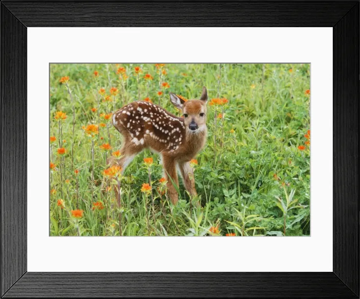 Framed Print : White-tail Deer CLA 409 Fawn in Orange Paintbrush wild flowers & grass, Northeastern U. S. A. Odocoileus virginianus © Mary Clay / ardea. com Framed Print : White-tail Deer CLA 409 Fawn in Orange Paintbrush wild flowers & grass, Northeastern U. S. A. Odocoileus virginianus © Mary Clay / ardea. com