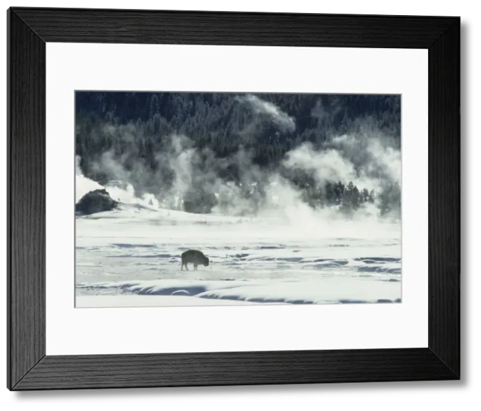 Framed Print : Bison - Covered in Early Morning Frost - Yellowstone National Park - Wyoming - USA MA000484 Framed Print : Bison - Covered in Early Morning Frost - Yellowstone National Park - Wyoming - USA MA000484
