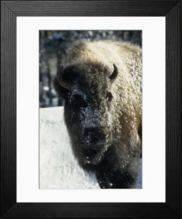 Framed Print : Bison - Covered in Early Morning Frost - Yellowstone National Park - Wyoming - USA MA000487 Framed Print : Bison - Covered in Early Morning Frost - Yellowstone National Park - Wyoming - USA MA000487