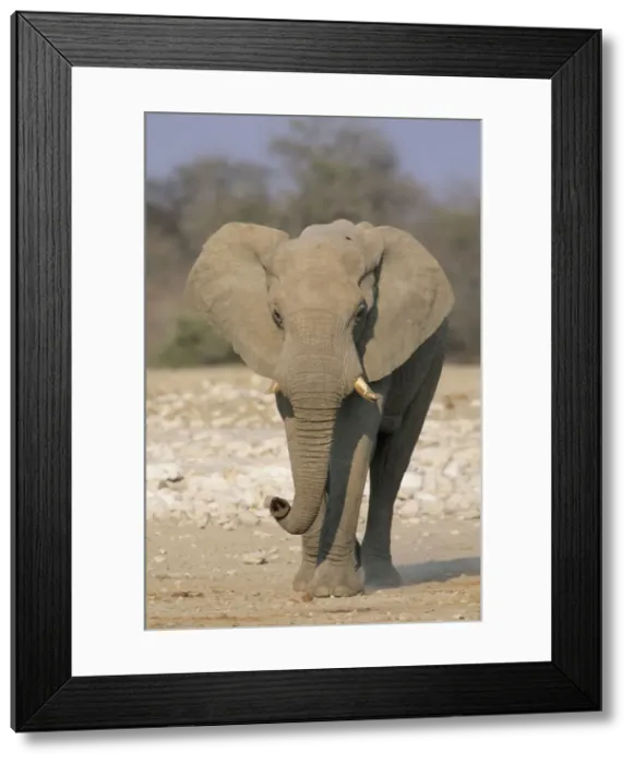 Framed Print : African Elephant - Male walking - Etosha National Park - Namibia MA000505 Framed Print : African Elephant - Male walking - Etosha National Park - Namibia MA000505