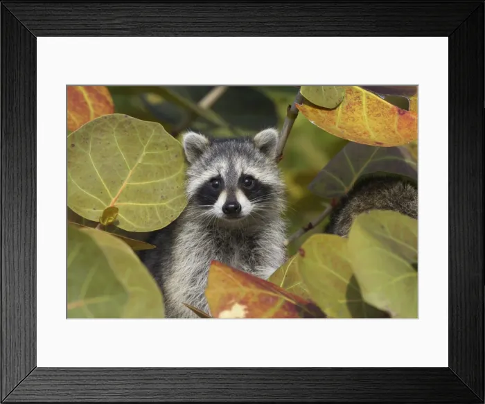 Framed Print : Racoon / Raccoon - Ding Darling NWR - Florida - USA MA000012 Framed Print : Racoon / Raccoon - Ding Darling NWR - Florida - USA MA000012