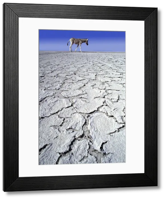 Framed Print : Zebra in drought CRH-756-RF-M-C © Chris Harvey / ardea. com Framed Print : Zebra in drought CRH-756-RF-M-C © Chris Harvey / ardea. com
