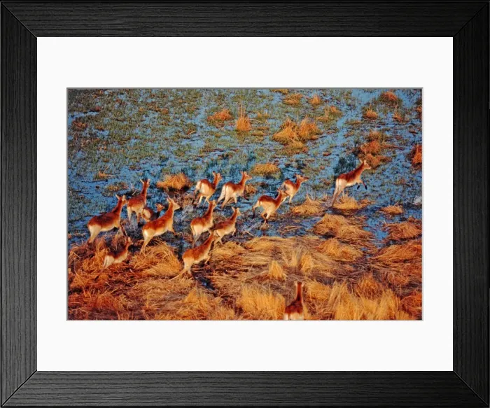 Framed Print : Red Lechwe CRH 775 Running across lagoon - Okavango Delta of Botswana Kobus leche © Chris Harvey / ardea. com Framed Print : Red Lechwe CRH 775 Running across lagoon - Okavango Delta of Botswana Kobus leche © Chris Harvey / ardea. com