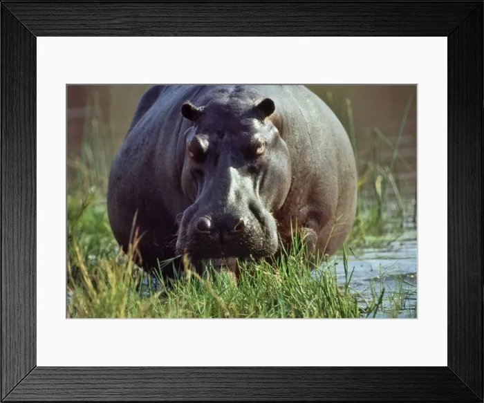 Framed Print : Hippopotamus CRH 949 Feeding - Okavango, Botswana Hippopotamus amphibius © Chris Harvey  /  ardea. com