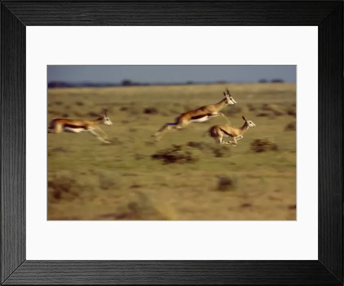 Framed Print : Springbok CRH 965 M Leaping across a dry plain in the central Kalahari, Botswana Antidorcas marsupialis © Chris Harvey / ardea. com Framed Print : Springbok CRH 965 M Leaping across a dry plain in the central Kalahari, Botswana Antidorcas marsupialis © Chris Harvey / ardea. com