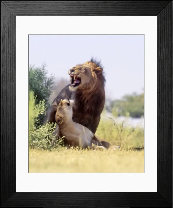Framed Print : Lions CRH 975 Mating - Moremi, Botswana Panthera leo © Chris Harvey / ardea. com Framed Print : Lions CRH 975 Mating - Moremi, Botswana Panthera leo © Chris Harvey / ardea. com