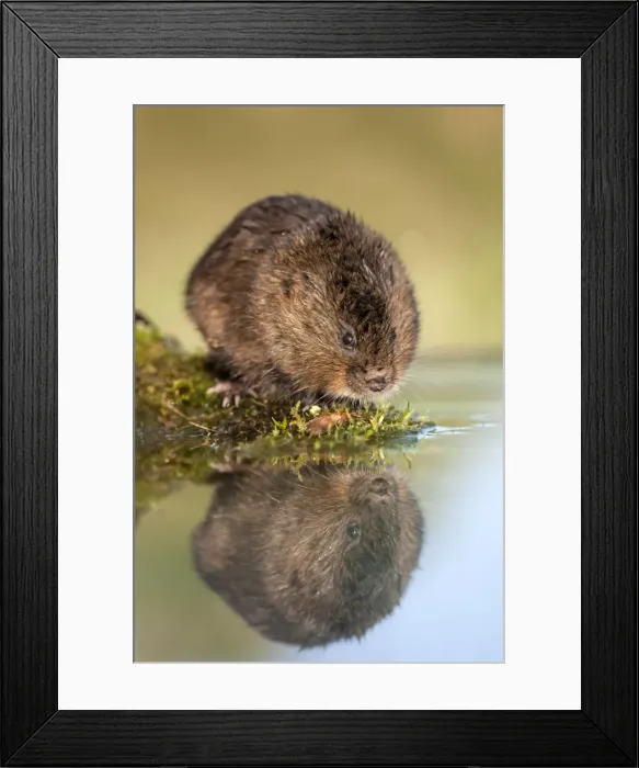 Framed Print : Water Vole - UK Framed Print : Water Vole - UK