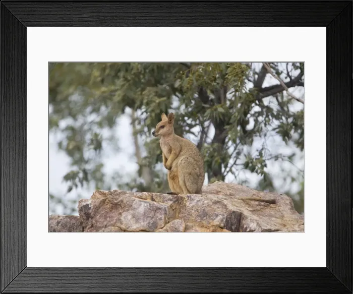 Framed Print : Purple-necked Rock-Wallaby - near Mt Isa at the water tower hill - Queensland - Australia Framed Print : Purple-necked Rock-Wallaby - near Mt Isa at the water tower hill - Queensland - Australia