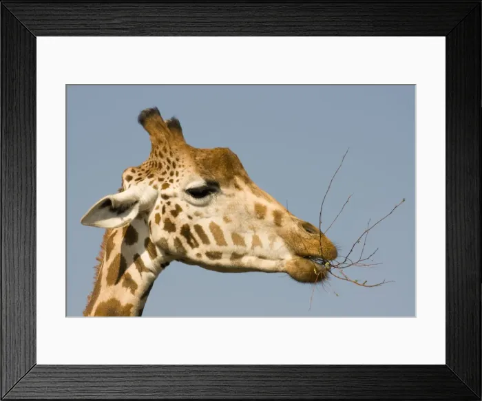 Framed Print : Giraffe - feeding Framed Print : Giraffe - feeding