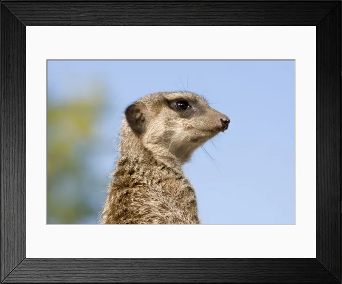 Framed Print : Meerkat / Suricate Framed Print : Meerkat / Suricate