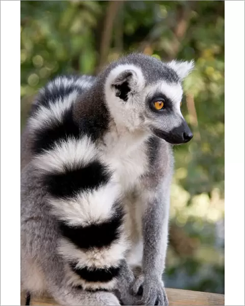 Ring-tailed Lemur - with tail wrapped around body