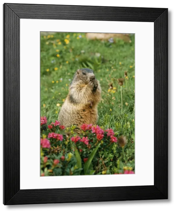 Framed Print : Alpine / European Marmot ED 655 Eating, in rhododendrons, Swiss Alps. Marmota marmota © Eric Dragesco / ARDEA LONDON Framed Print : Alpine / European Marmot ED 655 Eating, in rhododendrons, Swiss Alps. Marmota marmota © Eric Dragesco / ARDEA LONDON