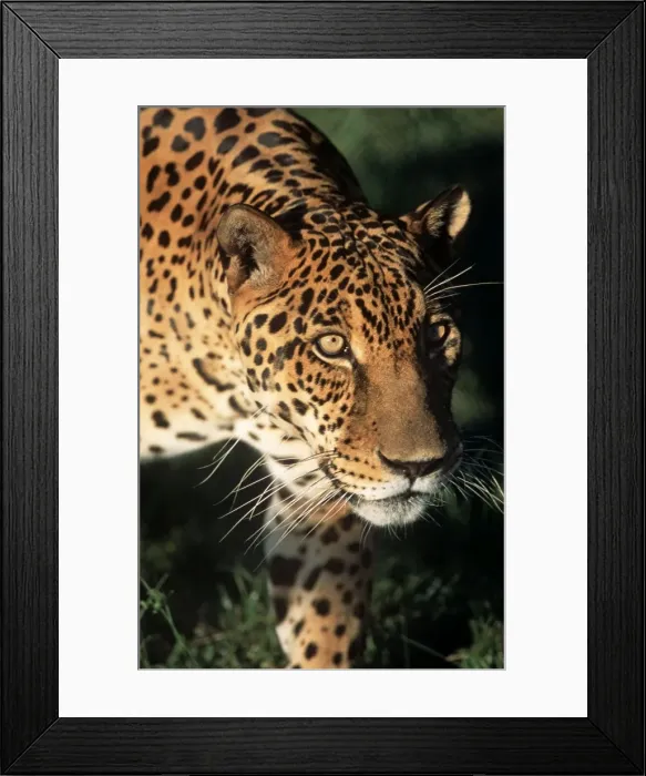 Framed Print : Jaguar FG 12422 Panthera onca © Francois Gohier / ardea. com Framed Print : Jaguar FG 12422 Panthera onca © Francois Gohier / ardea. com