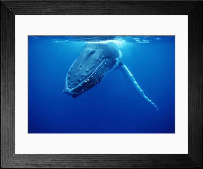 Framed Print : Humpback Whale FG 12434 Swimming underwater - Tonga, South Pacific Megaptera novaeangliae © Francois Gohier / ardea. com Framed Print : Humpback Whale FG 12434 Swimming underwater - Tonga, South Pacific Megaptera novaeangliae © Francois Gohier / ardea. com