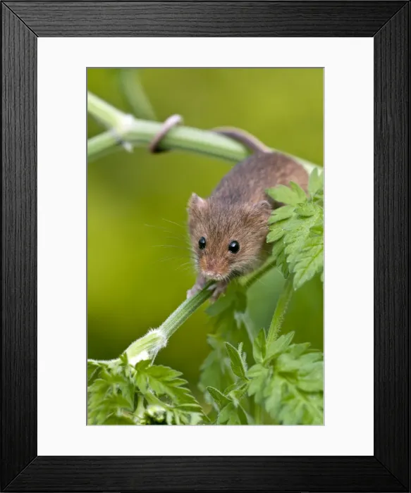 Framed Print : Harvest mouse - showing use of prehensile tail - on stem of cow parsley - taken under controled conditions - Lincolnshire - UK Framed Print : Harvest mouse - showing use of prehensile tail - on stem of cow parsley - taken under controled conditions - Lincolnshire - UK