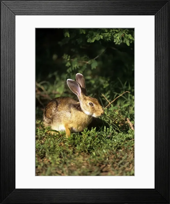 Framed Print : Indian Hare - Yala National Park - Sri Lanka Framed Print : Indian Hare - Yala National Park - Sri Lanka