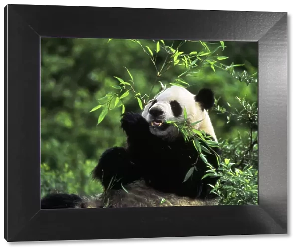 Giant Panda - eating bamboo - Wolong Reserve - Sichuan - China