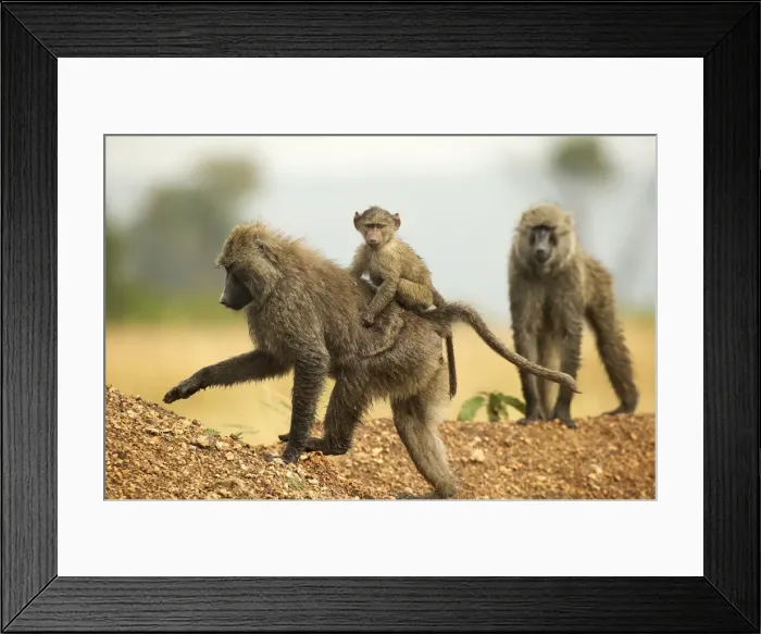 Framed Print : Olive Baboons LA 604 Walking with baby on back Papio hamadryas anubis © J. M. Labat / ardea. com Framed Print : Olive Baboons LA 604 Walking with baby on back Papio hamadryas anubis © J. M. Labat / ardea. com