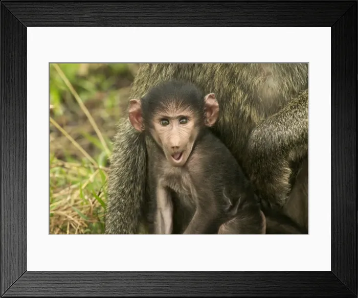 Framed Print : Olive Baboon LA 607 Baby in arms of parent Papio hamadryas anubis © J. M. Labat / ardea. com Framed Print : Olive Baboon LA 607 Baby in arms of parent Papio hamadryas anubis © J. M. Labat / ardea. com