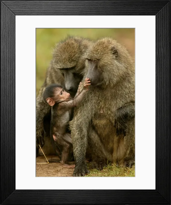 Framed Print : Olive Baboons LA 615 Baby with adults Papio hamadryas anubis © J. M. Labat / ardea. com Framed Print : Olive Baboons LA 615 Baby with adults Papio hamadryas anubis © J. M. Labat / ardea. com