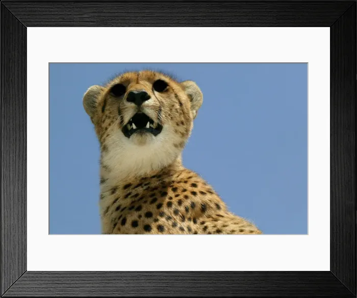 Framed Print : Cheetah LA 618 Transmara, Maasai Mara, Kenya Acinonyx jubatus © J. M. Labat / ardea. com Framed Print : Cheetah LA 618 Transmara, Maasai Mara, Kenya Acinonyx jubatus © J. M. Labat / ardea. com