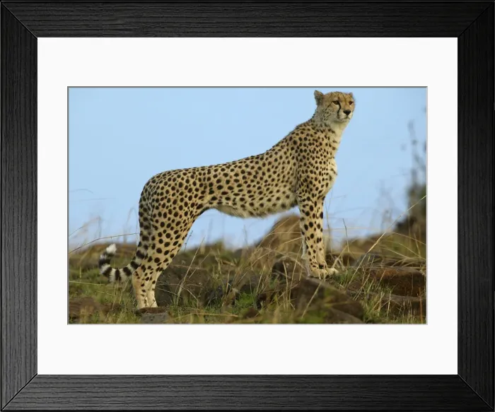 Framed Print : Cheetah LA 619 Transmara, Maasai Mara, Kenya Acinonyx jubatus © J. M. Labat / ardea. com Framed Print : Cheetah LA 619 Transmara, Maasai Mara, Kenya Acinonyx jubatus © J. M. Labat / ardea. com