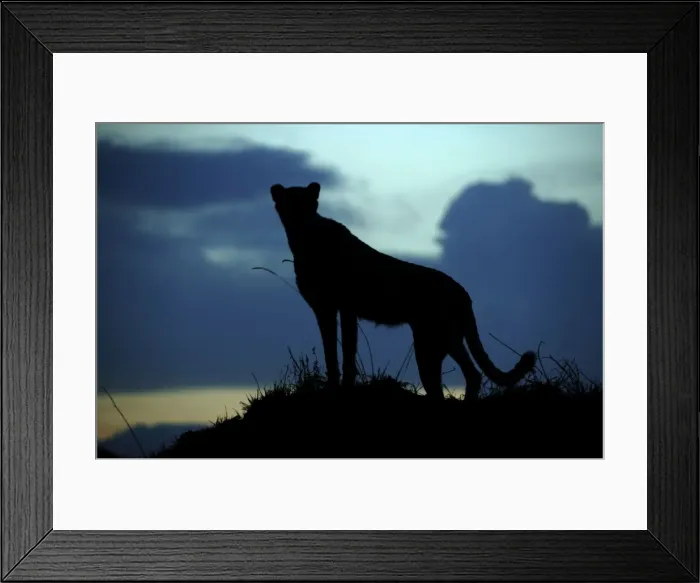 Framed Print : Cheetah LA 631 Transmara, Maasai Mara, Kenya Acinonyx jubatus © J. M. Labat / ardea. com Framed Print : Cheetah LA 631 Transmara, Maasai Mara, Kenya Acinonyx jubatus © J. M. Labat / ardea. com
