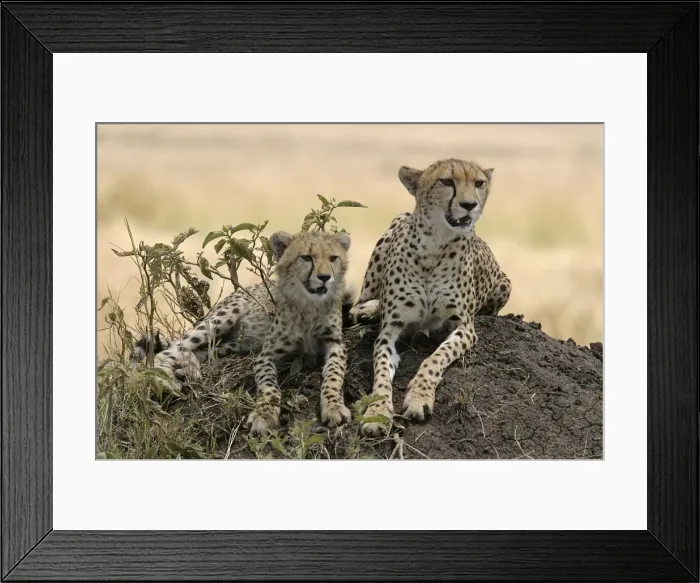 Framed Print : Cheetah LA 632 Adult with young - Transmara, Maasai Mara, Kenya Acinonyx jubatus © J. M. Labat / ardea. com Framed Print : Cheetah LA 632 Adult with young - Transmara, Maasai Mara, Kenya Acinonyx jubatus © J. M. Labat / ardea. com