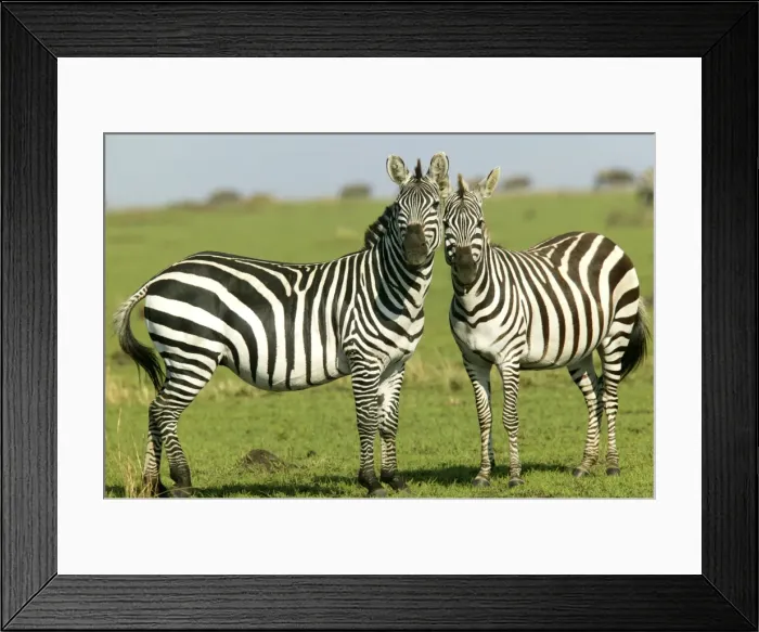 Framed Print : Burchell's / Common / Plains Zebra LA 638 Equus burchelli © J. M. Labat / ardea. com Framed Print : Burchell's / Common / Plains Zebra LA 638 Equus burchelli © J. M. Labat / ardea. com