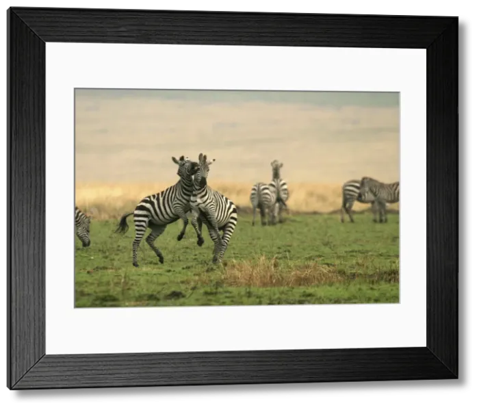 Framed Print : Burchell's / Common / Plains Zebra LA 643 Equus burchelli © J. M. Labat / ardea. com Framed Print : Burchell's / Common / Plains Zebra LA 643 Equus burchelli © J. M. Labat / ardea. com