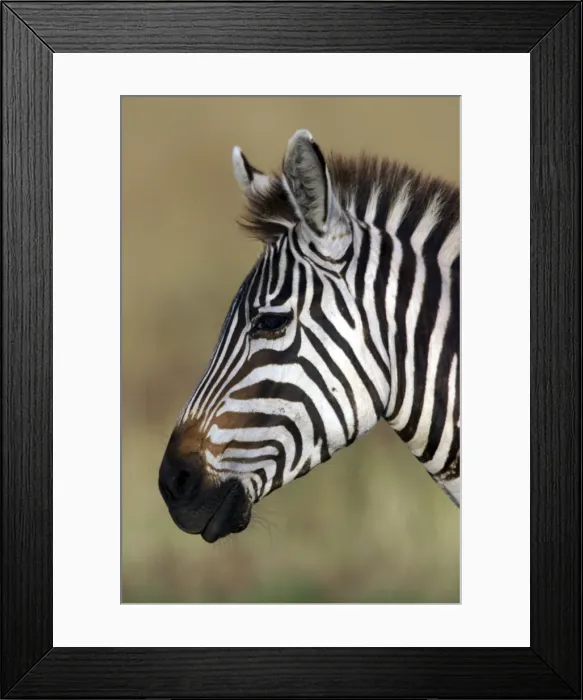Framed Print : Burchell's / Common / Plains Zebra LA 649 Equus burchelli © J. M. Labat / ardea. com Framed Print : Burchell's / Common / Plains Zebra LA 649 Equus burchelli © J. M. Labat / ardea. com