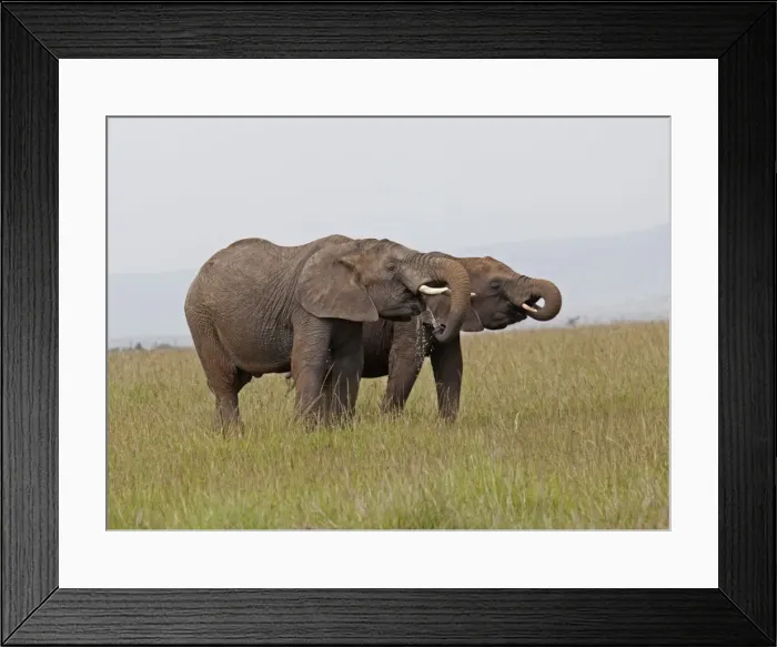 Framed Print : African Elephant - two drinking from pool - Masai Mara Game Reserve - Kenya Framed Print : African Elephant - two drinking from pool - Masai Mara Game Reserve - Kenya