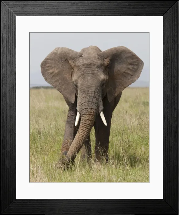 Framed Print : African Elephant - Masai Mara Game Reserve - Kenya Framed Print : African Elephant - Masai Mara Game Reserve - Kenya