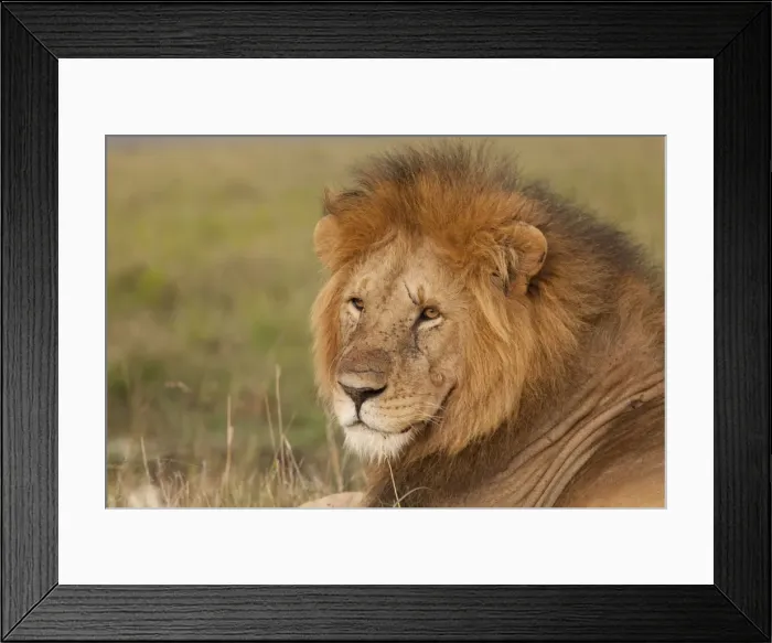 Framed Print : African Lion - male - Masai Mara Game Reserve - Kenya Framed Print : African Lion - male - Masai Mara Game Reserve - Kenya