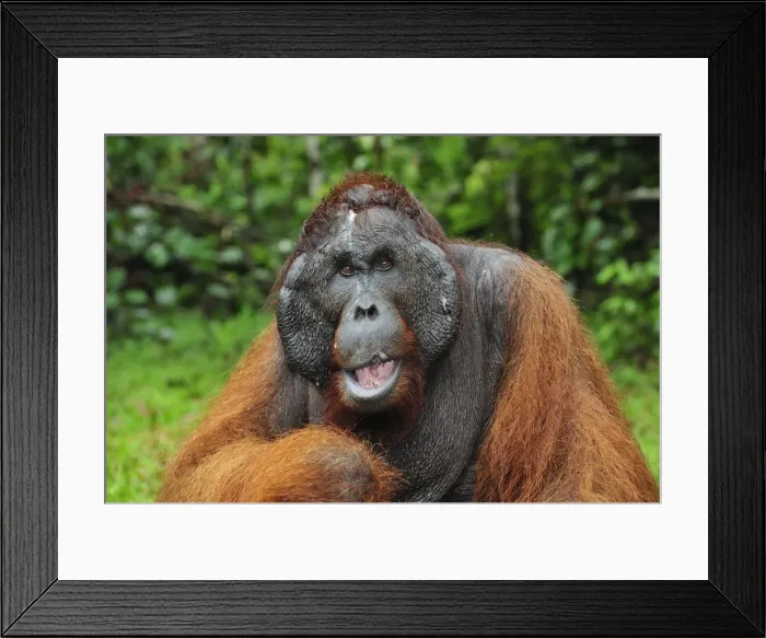 Framed Print : Borneo Orangutan - male - Kusasi scarred - Camp Leakey - Tanjung Puting National Park - Kalimantan - Borneo - Indonesia Framed Print : Borneo Orangutan - male - Kusasi scarred - Camp Leakey - Tanjung Puting National Park - Kalimantan - Borneo - Indonesia