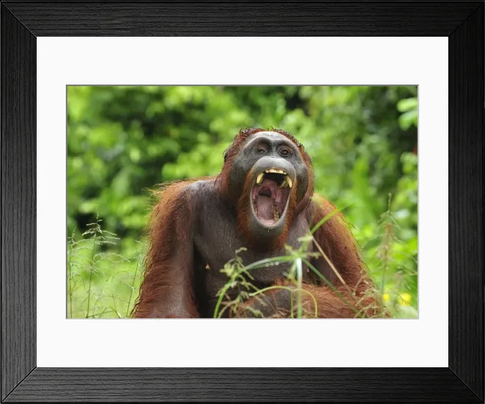 Framed Print : Borneo Orangutan - yawning - Camp Leakey - Tanjung Puting National Park - Kalimantan - Borneo - Indonesia Framed Print : Borneo Orangutan - yawning - Camp Leakey - Tanjung Puting National Park - Kalimantan - Borneo - Indonesia
