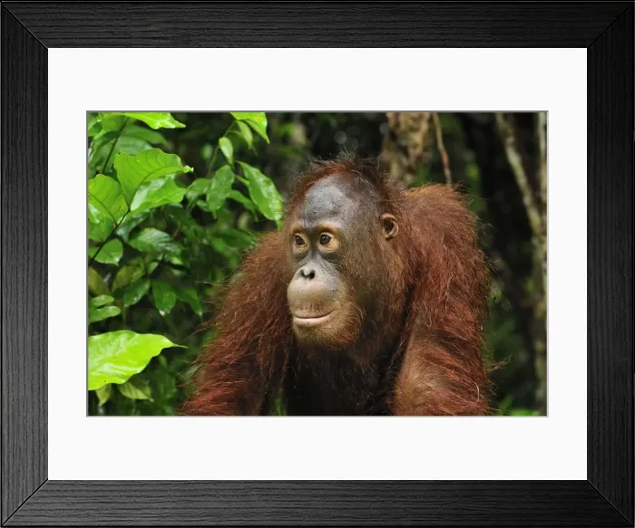 Framed Print : Borneo Orangutan - juvenil - Camp Leakey - Tanjung Puting National Park - Kalimantan - Borneo - Indonesia Framed Print : Borneo Orangutan - juvenil - Camp Leakey - Tanjung Puting National Park - Kalimantan - Borneo - Indonesia