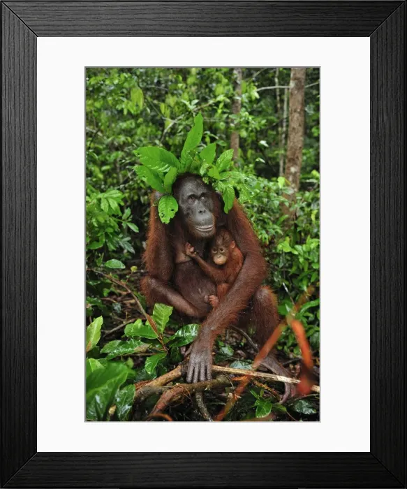 Framed Print : Borneo Orangutan - female with baby - holding leaves over their heads as a roof / umbrella to protect themselves from rain - Camp Leakey - Tanjung Puting National Park - Kalimantan - Borneo - Indonesia Framed Print : Borneo Orangutan - female with baby - holding leaves over their heads as a roof / umbrella to protect themselves from rain - Camp Leakey - Tanjung Puting National Park - Kalimantan - Borneo - Indonesia