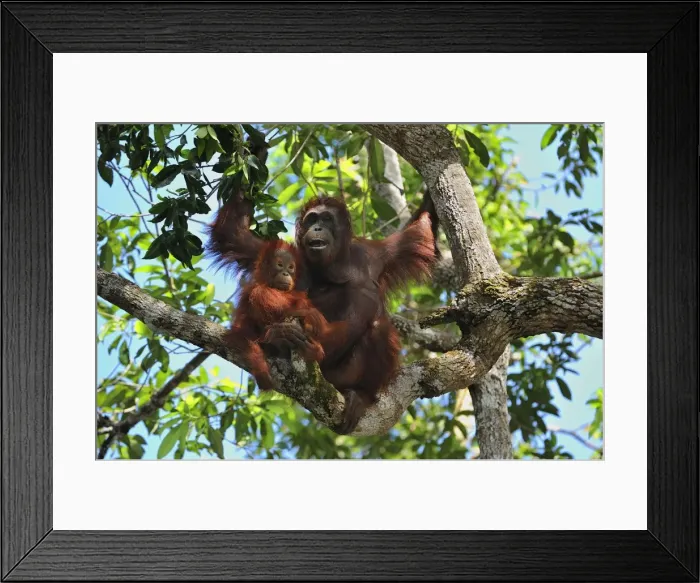 Framed Print : Borneo Orangutan - female with juvenile and baby - Camp Leakey - Tanjung Puting National Park - Kalimantan - Borneo - Indonesia Framed Print : Borneo Orangutan - female with juvenile and baby - Camp Leakey - Tanjung Puting National Park - Kalimantan - Borneo - Indonesia
